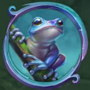 Rainforest Magic: Frog