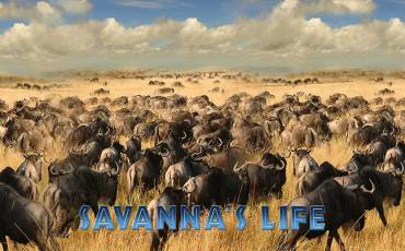 Savanna`s Life slot online